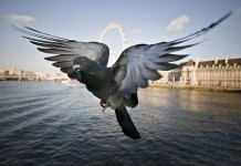 Conocé al start-up que mide la contaminación del aire usando palomas