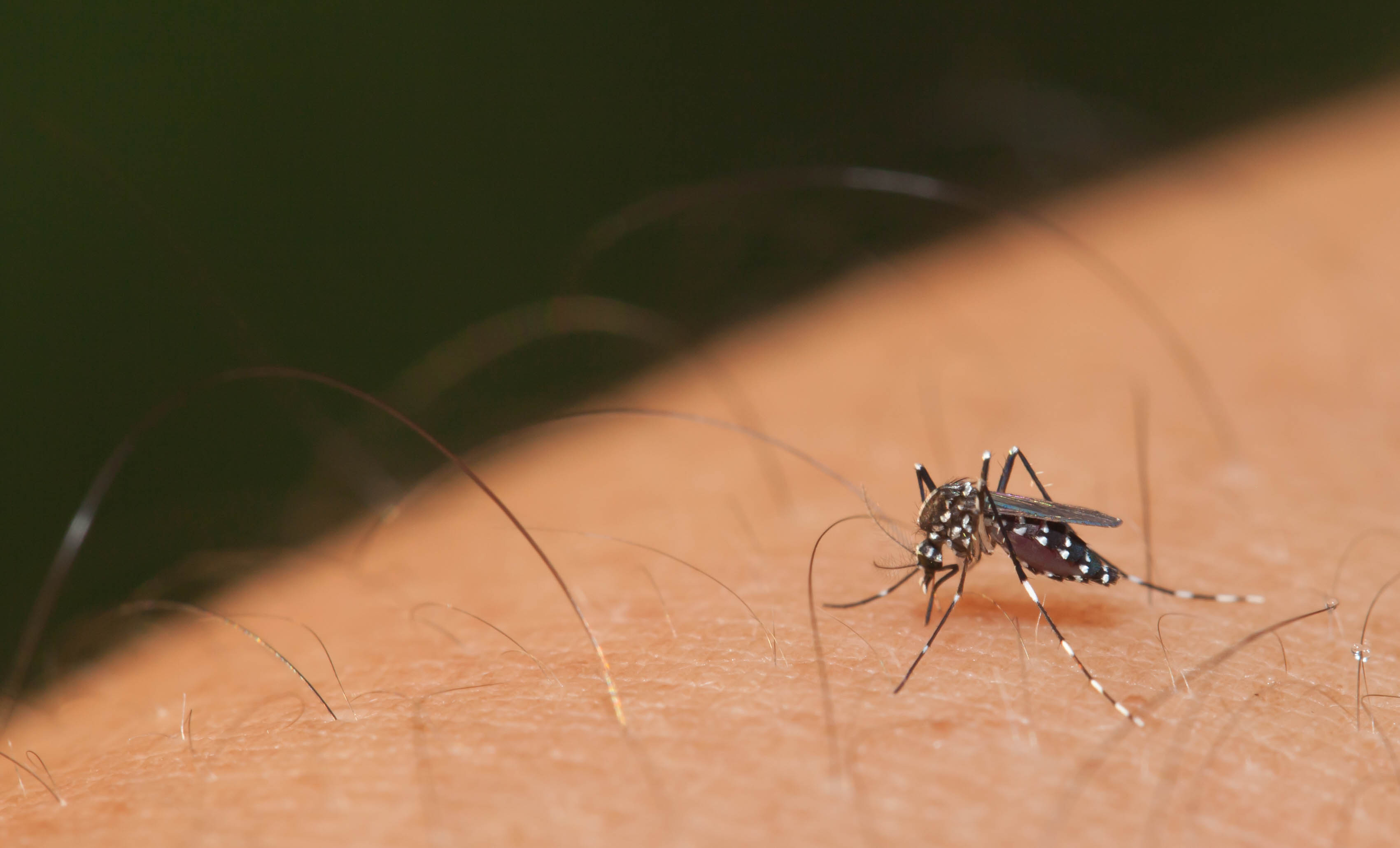 Caza Mosquitos: una APP científica y colaborativa